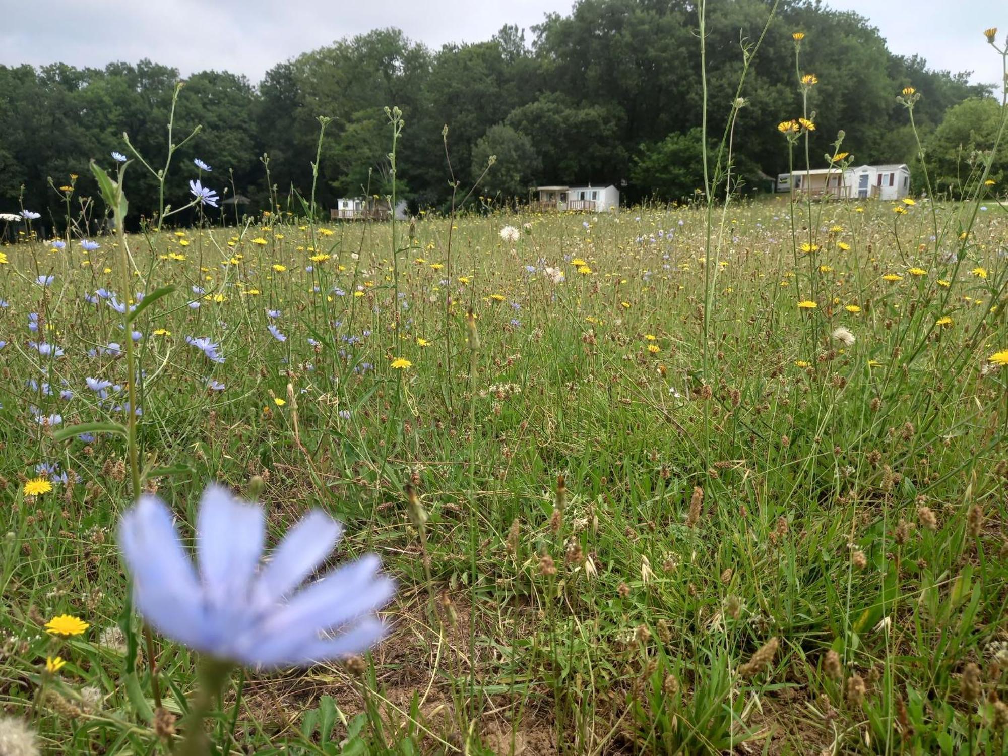 Camping Nature Le Valenty Mobil-Home-Dordogne Panoramique Clim Piscine Soturac Esterno foto